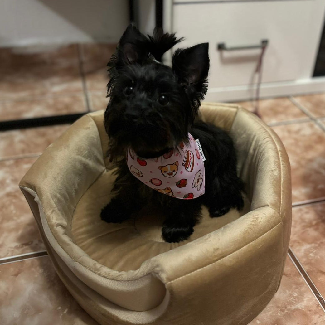 Pawtella Dog Bandana